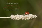 lovely-little-ladybug-bonnie-barry.jpg