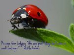 message from ladybug.jpg