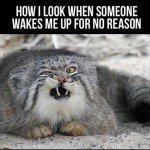 funny-animals-good-morning-3-150x150.jpg