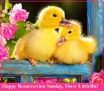 easterducks.jpg