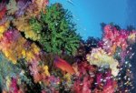 coral03.jpg