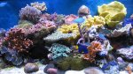 coral01.jpg