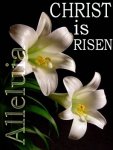 easter-lily-Christ-risen.jpg
