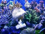 coral02.jpg