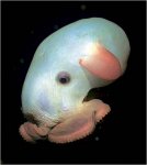 fish01.jpg