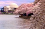 washington-dc-cherry-blossoms.jpg