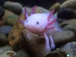 fish02.jpg