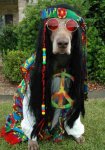hippie-dog.jpg