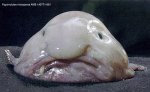 fish.jpg