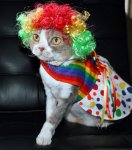 clown.jpg