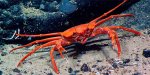 a crab.jpg