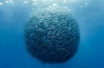 a school of fish.jpg