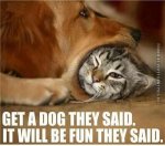 funny-cat-pics-get-a-dog-they-said.jpg