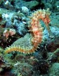 a seahorse.jpg