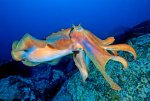 a squid.jpg