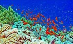 blue coral.jpg