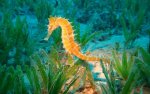 a seahorse-1.jpg