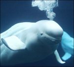 Beluga Whales.jpg