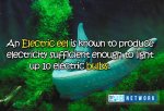 Electric Eel.jpg