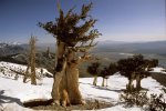 bristlecone pine 03.jpg