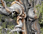 bristlecone pine 05.jpg