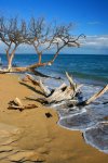 beach_driftwood_03_maui.jpg