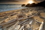 Driftwood-beach.jpg