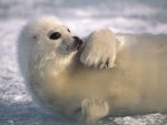 Harp Seal.jpg