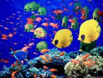 marine-life.jpg