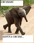 elephant08.jpg