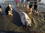 Oarfish.jpg