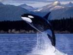 Ocean Animals Water Life Background.jpg