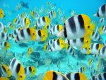 ocean life wallpaper  photos 1600X1200.jpg