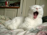 yawning.jpg