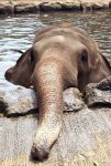 elephant03.jpg