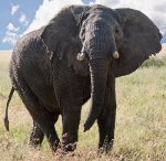 elephantmale.jpg elephantmale.jpg