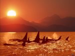 ocean_life_wallpapers__40.jpg