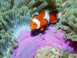 ocean_life_wallpapers__44.jpg