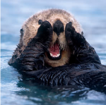 otter.png