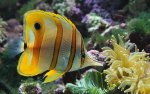 yellow fish.jpg