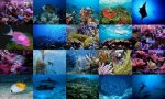 Oceanlife_full.JPG