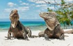 Komodo Dragons.jpg