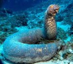 sea cucumber.jpg