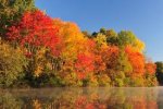 nh foliage.jpg