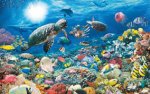 sea turtle and fish.jpg