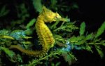 seahorse.jpg