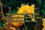 Seahorses.jpg