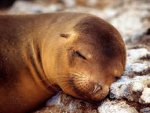 seal pup.jpg