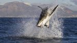 shark catching food.jpg