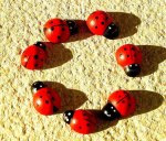 Ladybug Council.jpg